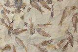 Fossil Fish (Gosiutichthys) Mortality Plate - Lake Gosiute #130101-2